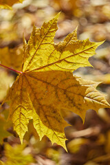 yellow maple leaves