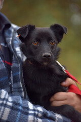 black dog pooch at animal shelter