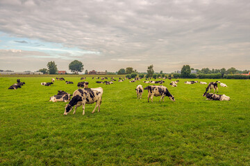 Naklejka na ściany i meble Black-and-white cows in a Dutch polder landscape. The photo was taken near the village of Raamsdonksveer, municipality of Geertruidenberg, province of North Brabant. It is at the end of summer.