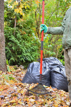 Rake in the hand of the gardener during the autumn cleaning of the yard against the background of bags with collected leaves.