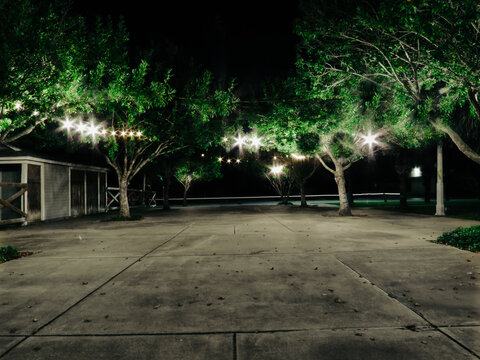 noche arboles luz artificial