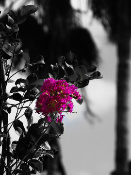 fotografia flor viioleta 