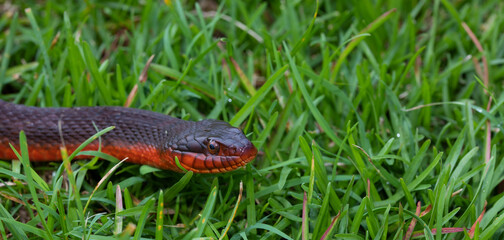 North Carolina snake on the grass