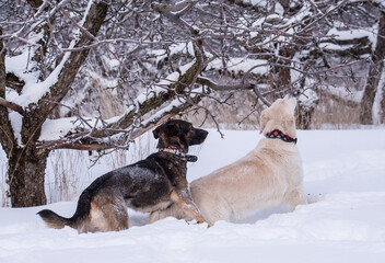 two large dogs gnaw the lower branches on trees in the winter garden. snow garden