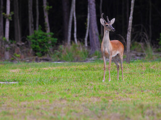 Proud young buck in North Carolina