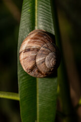 Snail sits on a leaf of a palm tree