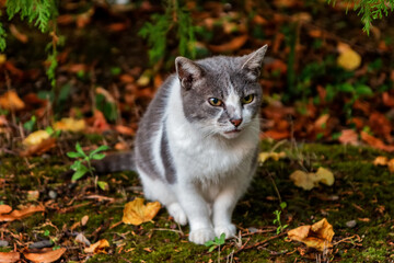 Gray-white cat on the street harming yellow leaves