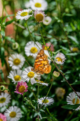 Butterfly on the flower