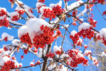 Clusters of red mountain ash covered with the first snow against the blue sky. Natural background and the beauty of wild nature.