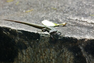 Lizard on a hot stone in Santa Catarina Park Funchal, Madeira Island, Portugal