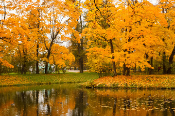 Alexander Park in autumn. With bright colorful leaves