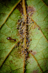 Ants Farming Aphids Leaf