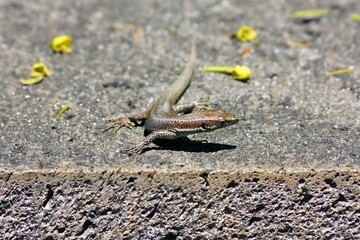 Lizard on a hot stone in Santa Catarina Park Funchal, Madeira Island, Portugal