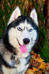 Husky dog beautiful portrait on wooden backdrop. Beauty face.