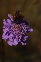 Fototapeta premium Lycaena phlaeas, the small copper or common copper, is a butterfly of the Lycaenids or gossamer-winged butterfly family sitting on Scabiosa columbaria or scabious or dwarf pincushion flower 
