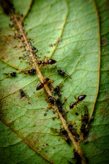 Ants Farming Aphids Leaf