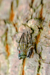 Macro Wolf Spider Molting