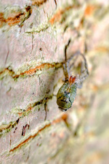 Macro Wolf Spider Molting