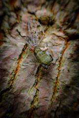 Macro Wolf Spider Molting