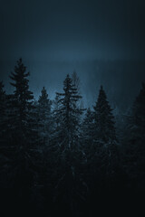 Misty forest at night