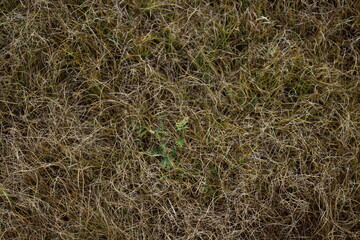 close-up photograph of dry yellow grass and flowers in autumn meadow hayfield in hay making harvest time 