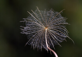 A close-up photo of an amazing flower branch