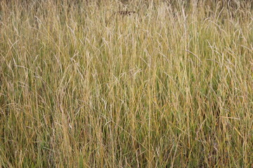 close-up photograph of dry yellow grass and flowers in autumn meadow hayfield in hay making harvest time 
