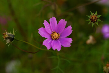 Fototapeta premium Purple flowering plant Cosmos on green grass