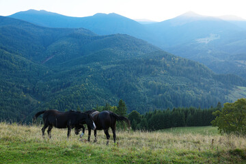 Fototapeta na wymiar Beautiful horses grazing on meadow in mountains