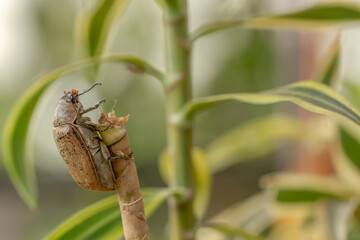 A sugarcane white grub or Lepidiota stigma climbing the trunk of a dracaena