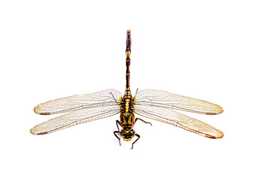 A dragonfly isolated on a white background, viewed from above