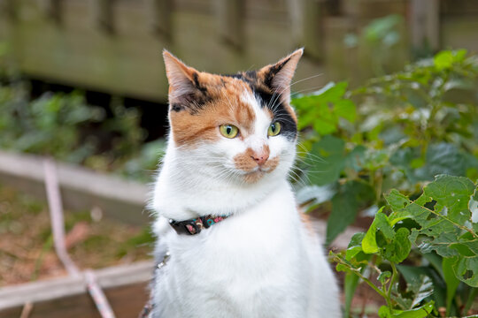 Calico cat outside with a funny look on her face