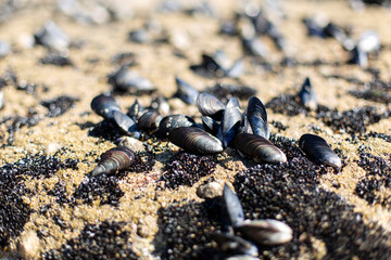 Mussels growing on the rocks
