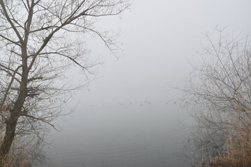 Fototapeta na wymiar Mysterious Trail Through the Fog, Mist-enshrouded Trees, Shadowy Forest