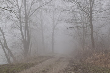 Obraz na płótnie Canvas Mysterious Trail Through the Fog, Mist-enshrouded Trees, Shadowy Forest