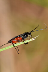 Red and black Braconid wasp (Agathidinae) on the tip of a pine needle. Parasitioid that lays eggs on host creatures for their young to feed on.