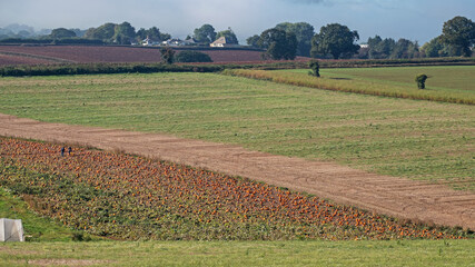 Fototapeta na wymiar Ripening pumpkins catch the eye in a farm landscape in Devon UK