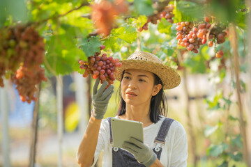 Red grape farm. female wearing overalls and a farm dress straw hat, Smart farming Agricultural technology and organic agriculture Woman using the research tablet and studying the development. business - obrazy, fototapety, plakaty