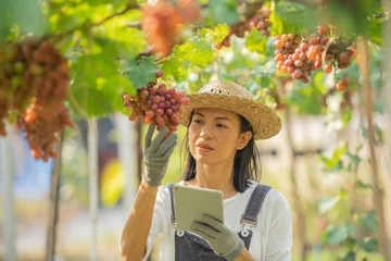 Fotobehang Red grape farm. female wearing overalls and a farm dress straw hat, Smart farming Agricultural technology and organic agriculture Woman using the research tablet and studying the development. business © sutlafk