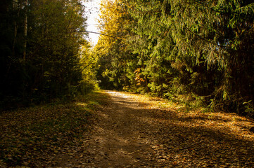 Beautiful landscape with footpath and autumn forest
