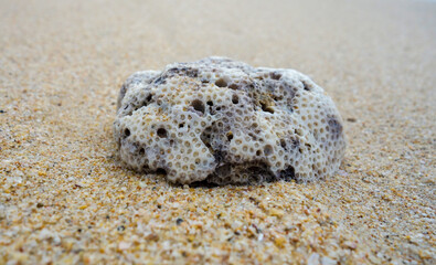 Fototapeta na wymiar Coral on a sandy beach