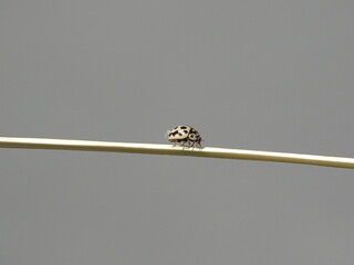 Ladybug on stick