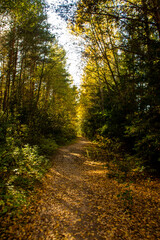 Fototapeta na wymiar Beautiful landscape with footpath and autumn forest