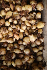 Śniedek baldaszkowaty Ornithogalum umbellatum