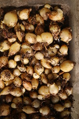 Śniedek baldaszkowaty Ornithogalum umbellatum