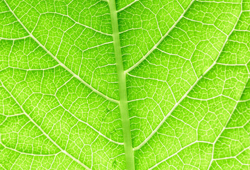 Naklejka na ściany i meble green macro leaf texture,close up detail of green leaf texture, background texture green leaf structure macro photography