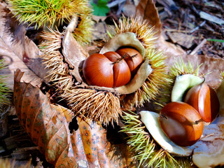 殻が割れて実が見えるクリ