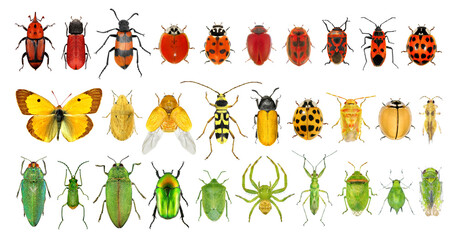 Insect color diversity (red, green, yellow)