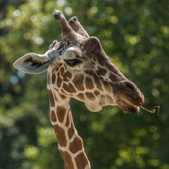 Tête de girafe à Saint-Aignan, Loir-et-Cher, France
