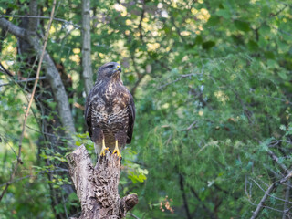 A common buzzard (Buteo buteo) in the forest